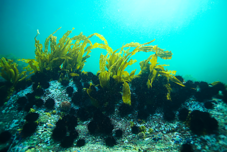 tảo biển Nhật Bản