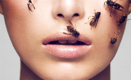 Lợi ích của nọc ong (bee venom) trong quá trình chăm sóc da