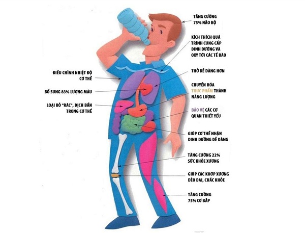 Vai trò của nước