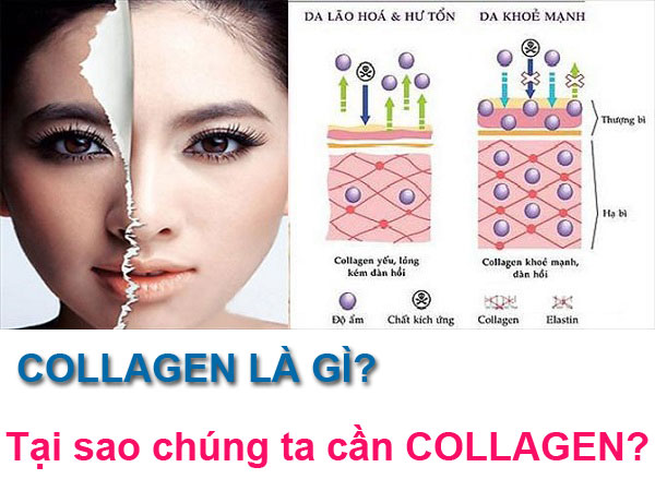 collagen la gi