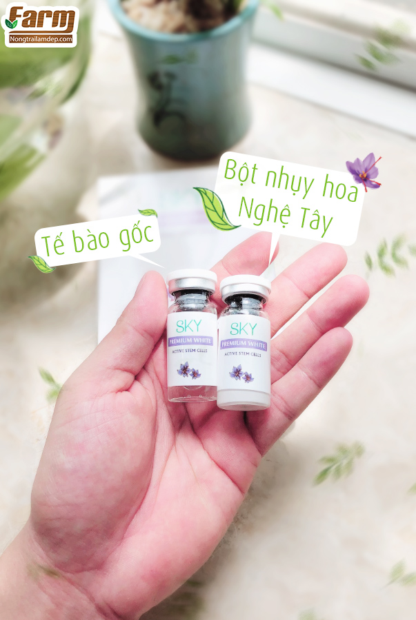 tế bào gốc và nhụy hoa nghệ tây