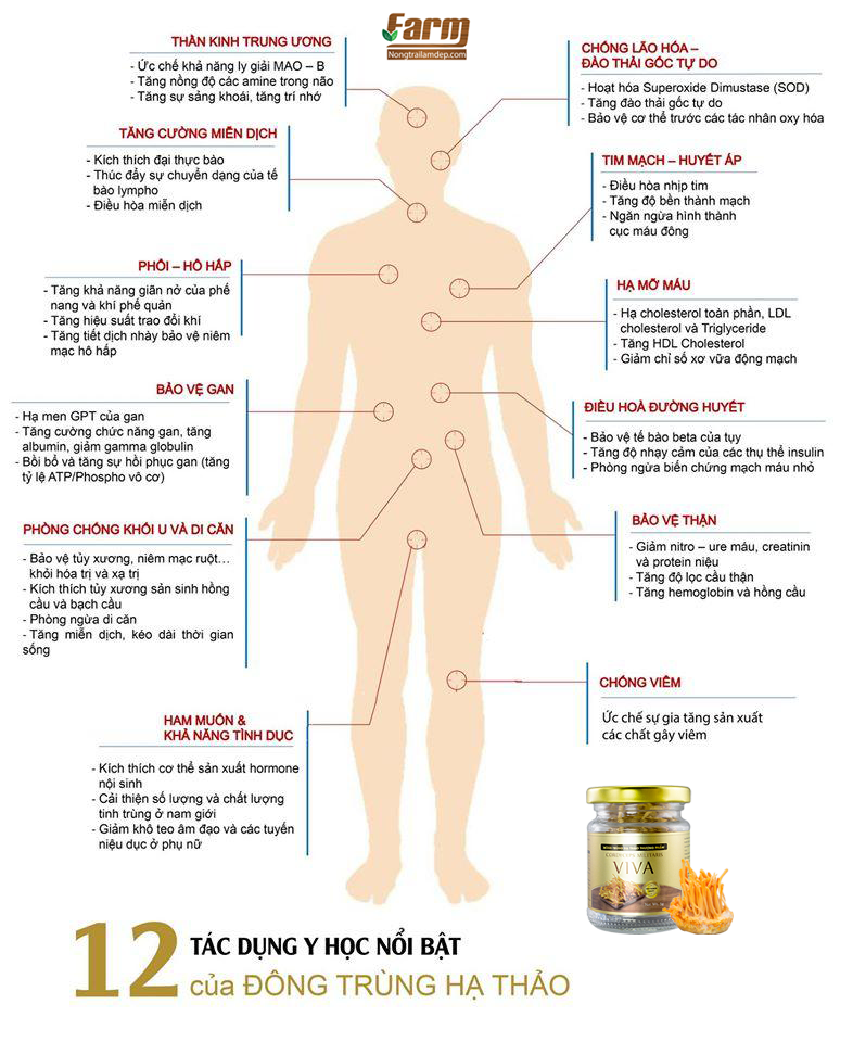 đông trùng hạ thảo thượng phẩm viva 7