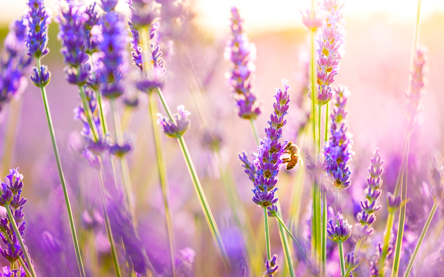 best purple lavender flowers macro wallpaper background