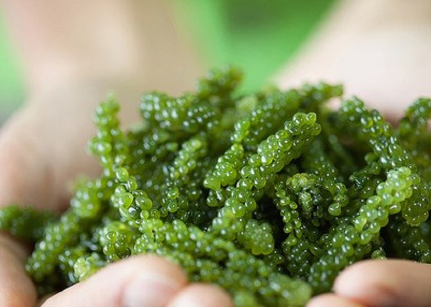 tảo spirulina