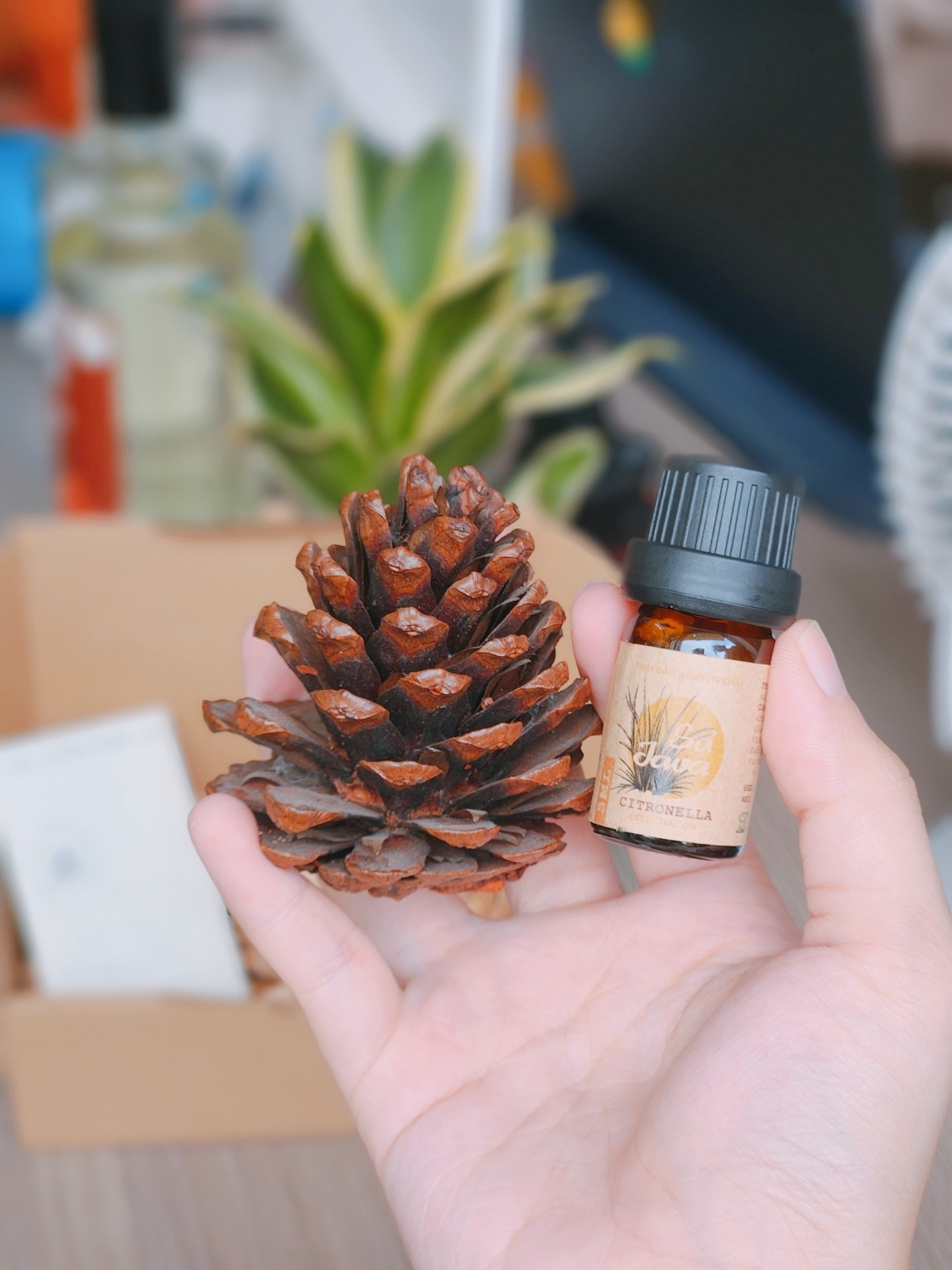 Top 6 loại tinh dầu thiên nhiên và công dụng được yêu thích
