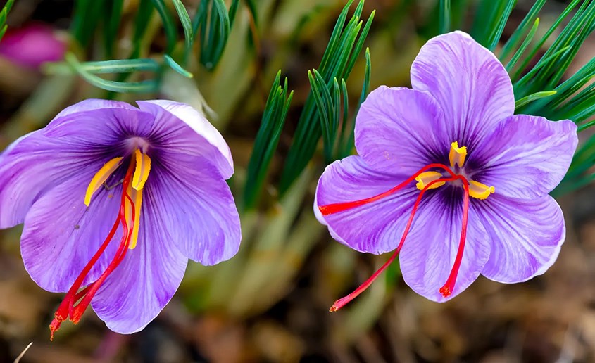 Yến chưng Saffron - sự kết hợp tốt cho sức khỏe gia đình