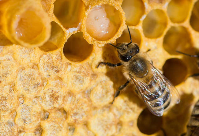 Viên Uốn Sữa Ong Chúa Royal Jelly Úc 1